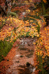 Fototapeta premium A captivating autumn scene from Kyoto, where vibrant red maple leaves paint the landscape in shades of fiery crimson. The photo beautifully captures the essence of Japan’s fall season, with a tranquil