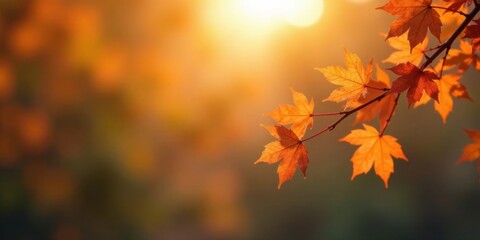 Fototapeta premium Autumnal Branch with Golden Leaves Illuminated by Warm Sunset Light