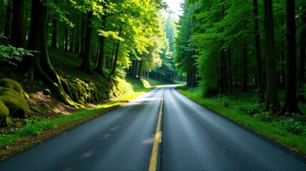 Obraz premium Serene asphalt road curving through a sun-dappled forest with lush green foliage and exposed tree roots