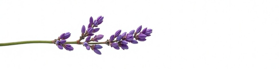twig with exposed lavender buds against a bright white background, tree branch, natural light