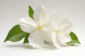 Obraz premium Close-up of a white jasmine flower with delicate petals and green leaves