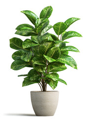 lush ornamental plant with vibrant green leaves in simple gray pot.