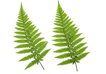 two delicate green fern leaves with intricate details, isolated on white background