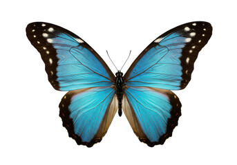 Stunning blue butterfly with open wings displaying intricate black and white details, isolated on white background