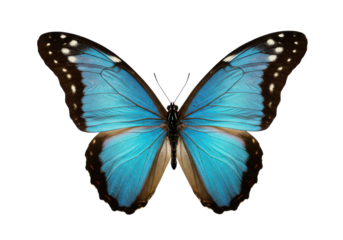 Stunning blue butterfly with open wings displaying intricate black and white details, isolated on white background