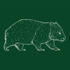 Sketch Wombat Full Body Illustration
