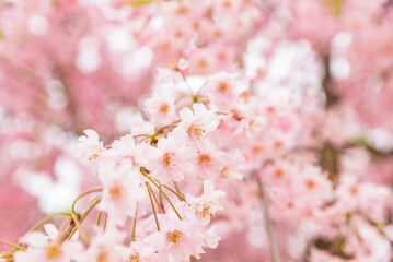 Yaebenishidare Sakura cherry blossoms in full bloom, Garyu Park, Japan's Top 100 Cherry Blossom Spots, Suzaka City, Nagano Prefecture, Japan