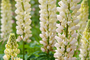 wild flowers, inflorescences petals close-up
