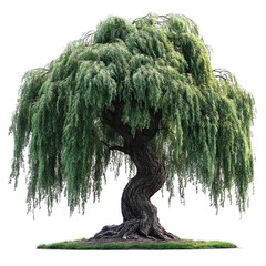 A large, lush willow tree with drooping branches and a twisted trunk.