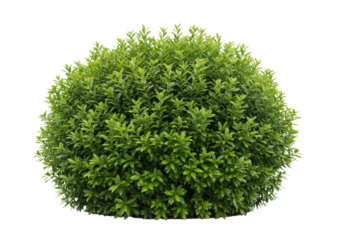 A dense green bush with vibrant leaves, front view, isolated on white background