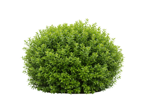 A dense green bush with vibrant leaves, front view, isolated on white background