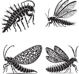 4 Set of Elegant Vector Silhouettes of the Green Lacewing Larvae on a Pristine White Background