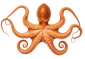 A vibrant orange octopus with detailed tentacles spread out, isolated on white background
