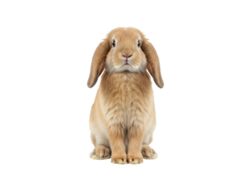 A light brown rabbit with long ears standing upright, isolated on white background