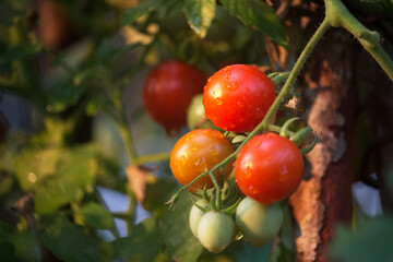 Cherry Tomatoes in the garden farm.