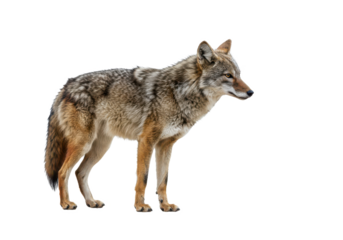 A lone coyote Canis latrans isolated on white background, no depth of field, sharp.