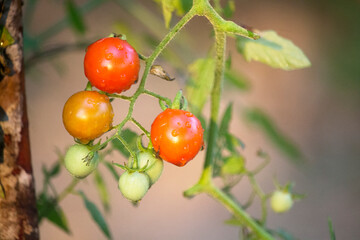 Cherry Tomatoes in the garden farm.