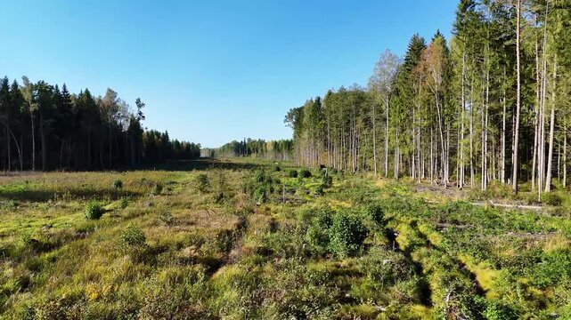 Deforestation is creating a meadow near a pine forest in kaunas, lithuania, for Rail Baltica railway project linking baltic countries, with small plants growing in the clearing and the vast forest