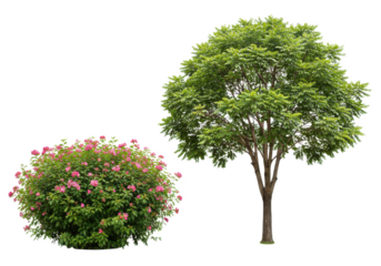 Flower bush tree set isolated on white background, no depth of field, sharp.