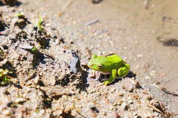 green Frogs in rice paddy field	
