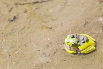 green Frogs in rice paddy field	
