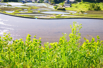 Japanese farming villages, terraced rice field scenery, agriculture	
