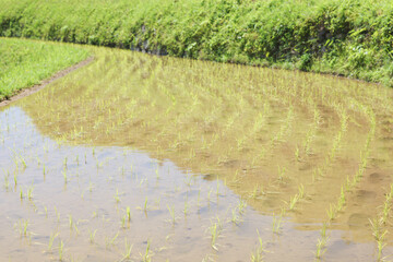 Nature green rice plant on the rice fields	
