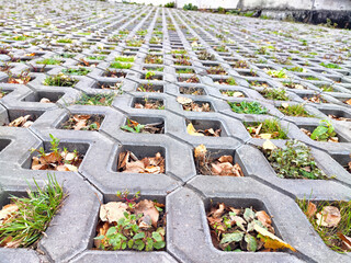 Patterns of nature in urban design showcasing greenery through hexagonal pavers and scattered leaves
