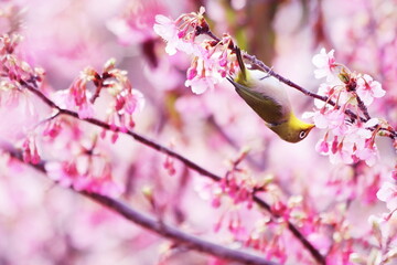 満開の河津桜にとまるメジロ