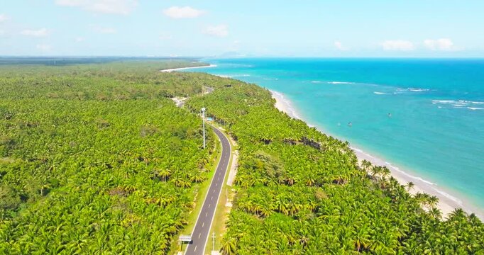 aerial view of car driving on the road in the sunny dense coconut woods at Hainan Wenchang by the sea. Tilt Up