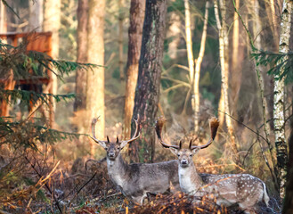 deer in the forest