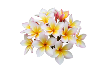 Tropical flowers frangipani isolated on white background, no depth of field, sharp.