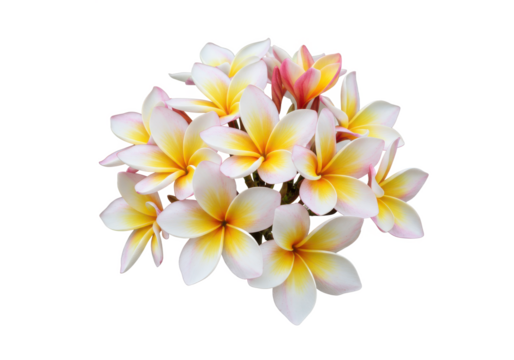 Tropical flowers frangipani isolated on white background, no depth of field, sharp.