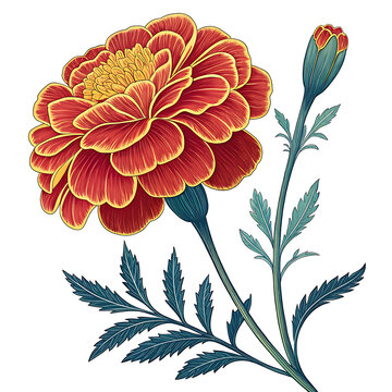 red marigold flower botanical art clip art preview