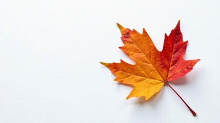 Fototapeta premium Single Autumn Leaf on White Background A Vibrant Fall Image