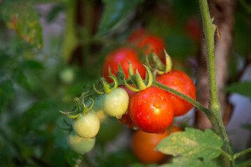 Cherry Tomatoes in the garden farm.