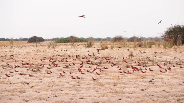 The southern carmine bee-eater gathers in large groups