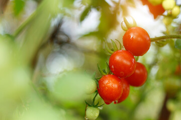 Cherry Tomatoes in the garden farm.