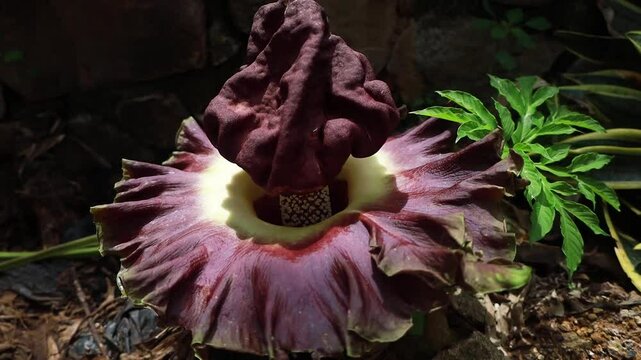 The Suweg carrion flower or Amorphophallus paeoniifolius, is a plant native to Southeast Asia and a marker that the rainy season has arrived.