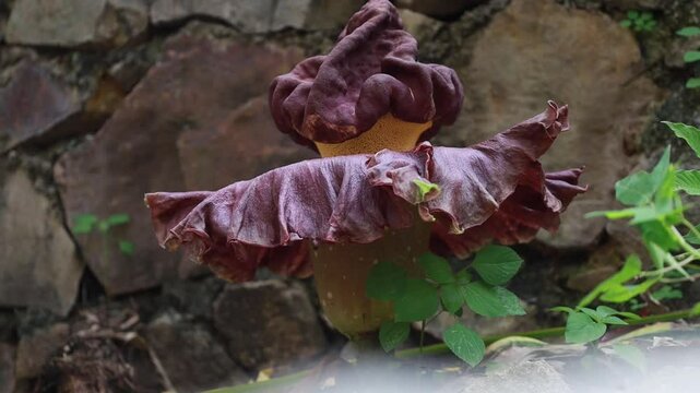 The Suweg carrion flower or Amorphophallus paeoniifolius, is a plant native to Southeast Asia and a marker that the rainy season has arrived.