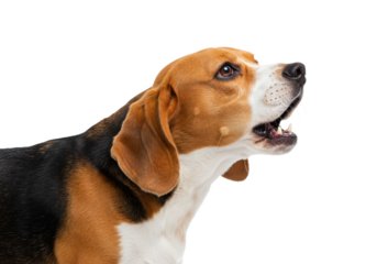 Beagle dog barking with mouth open, isolated on white background