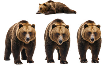 Fototapeta premium three brown bears in different poses, isolated on white background, front view, no depth of field, sharp.