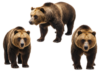 three brown bears in different poses, isolated on white background, front view, no depth of field, sharp.