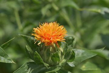紅花