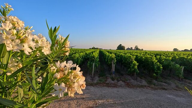 Vineyard with White Flowers at Sunset