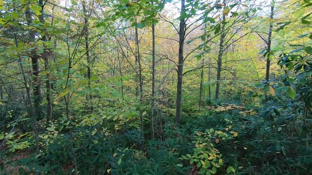 Green forest view. Trees and bushes in Akyazi, Sakarya, Turkey.