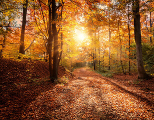 Fototapeta premium Autumn Street Trees
