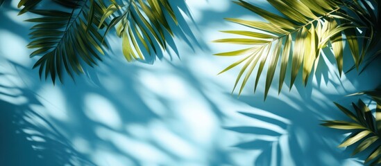 Palm leaf shadows, summer, blue backdrop