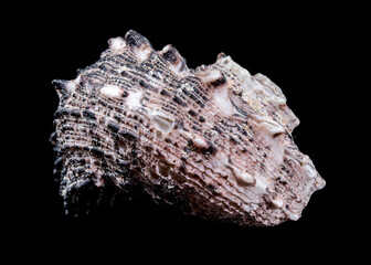 Angaria delphinus shell close-up isolated on black