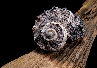 Angaria delphinus shell on driftwood
